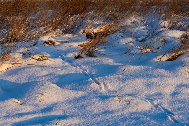 A la recherche des traces : enquête naturaliste en famille